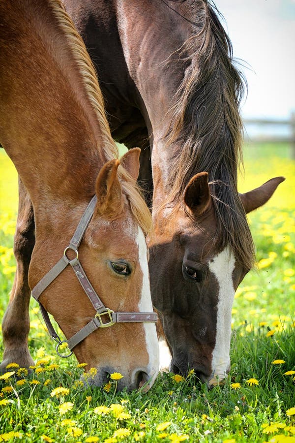 Two horses eating stock photo. Image of head, grass, nature 25775052