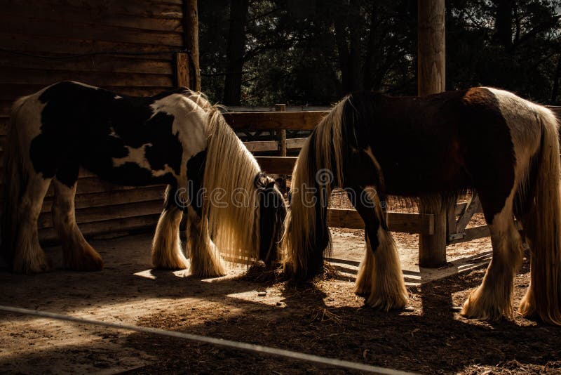 Two Horses eating food stock image. Image of feeding 267577805