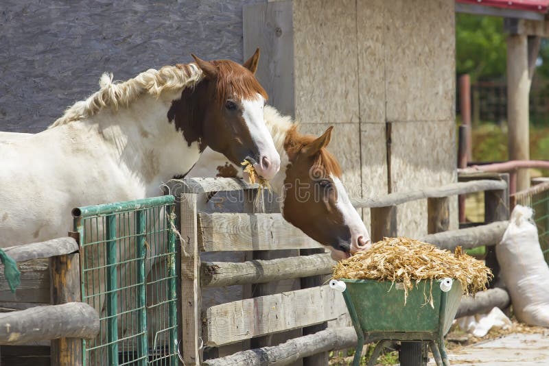 Two horses eating stock photo. Image of stable, animal 56127150