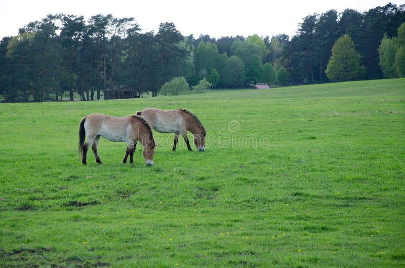 Two horses eating together royalty free stock photos