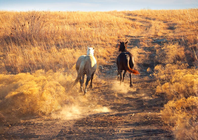 Two horses galloping uphill and stirring up dust in a field in Kansas