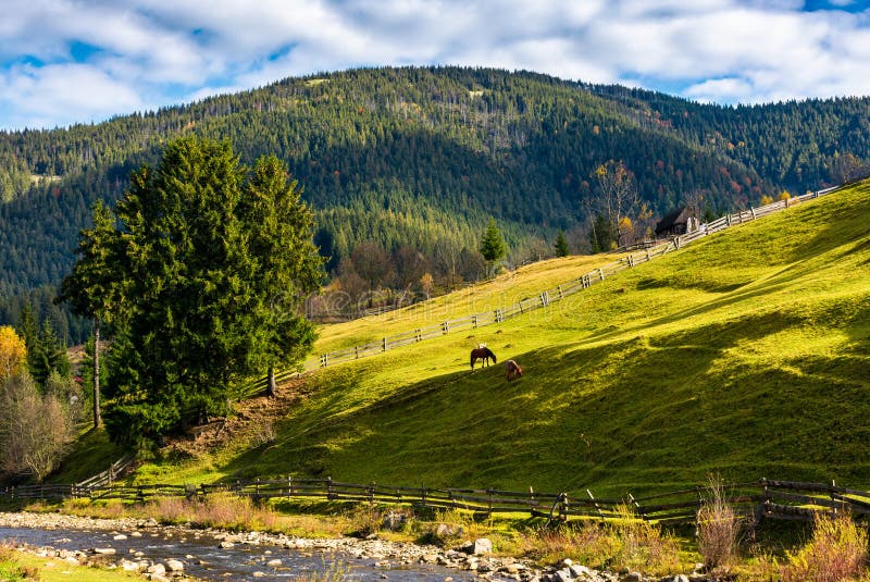 Two horses on the grassy slope behind the fence