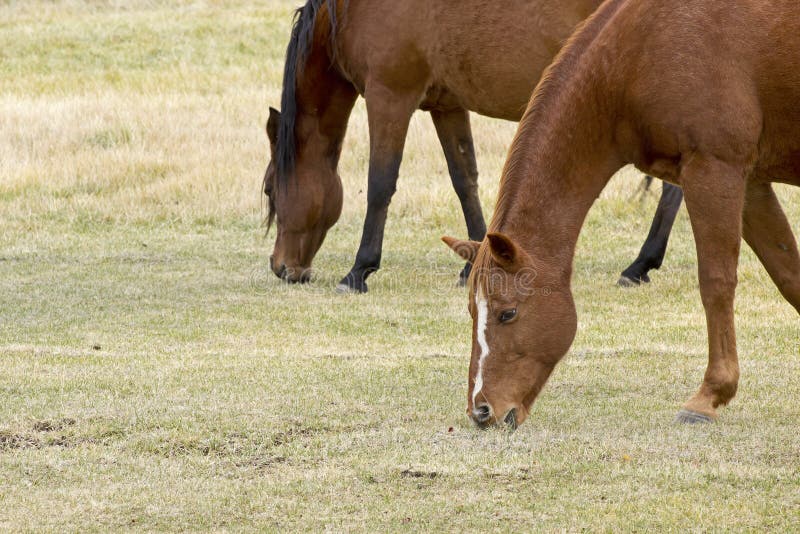 Two Horses Grazing in a Field Stock Photo Image of horizontal, brown