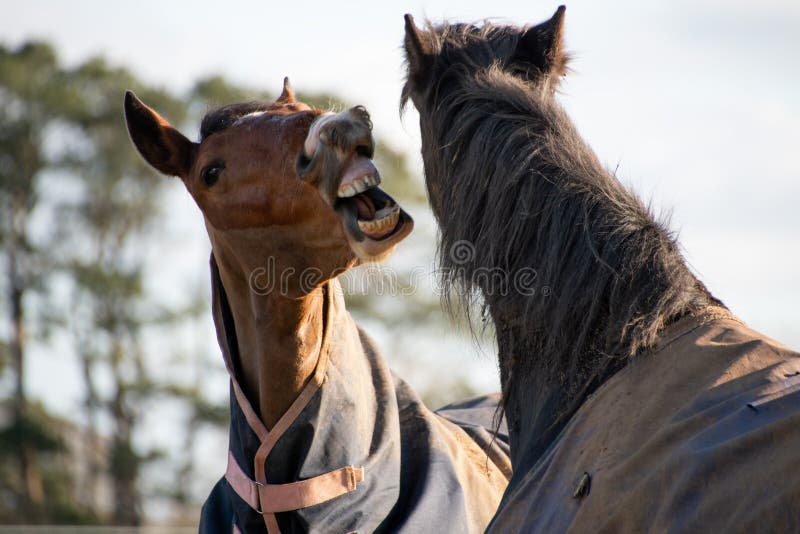Two Horses Greeting and Biting Each Other Stock Photo Image of force