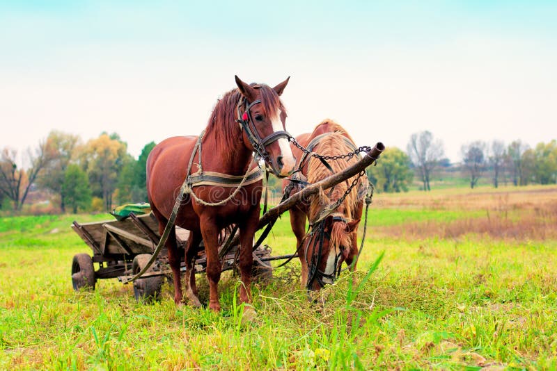 Two Horses Harnessed To a Cart Stock Image Image of horse, earth