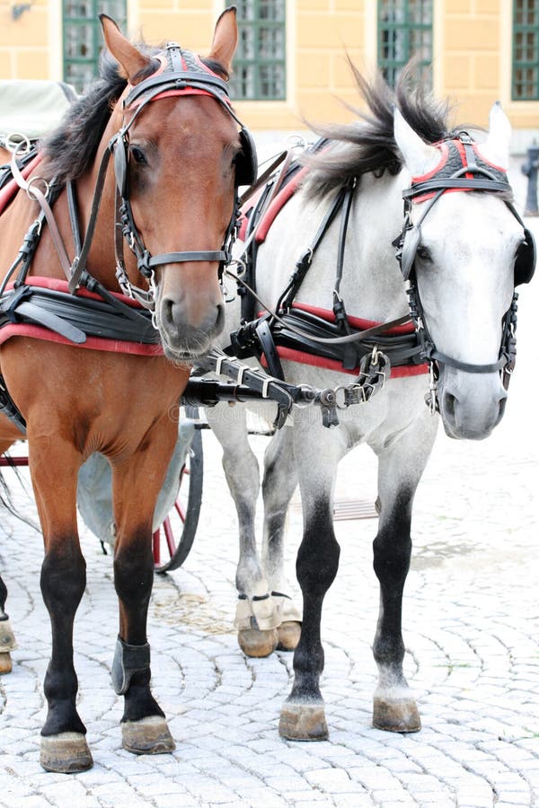 Two Horses Harnessed To the Cart Stock Image Image of head, black