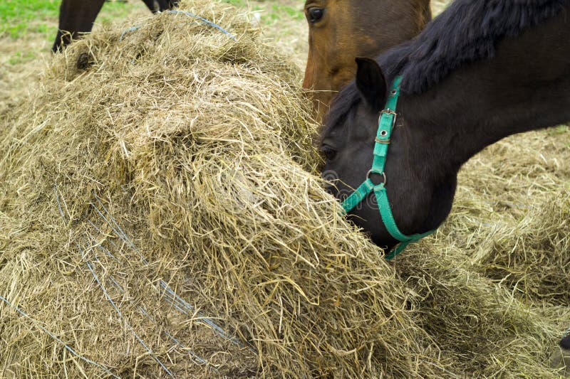Two horses by the hay bale stock photo. Image of eating 91050394