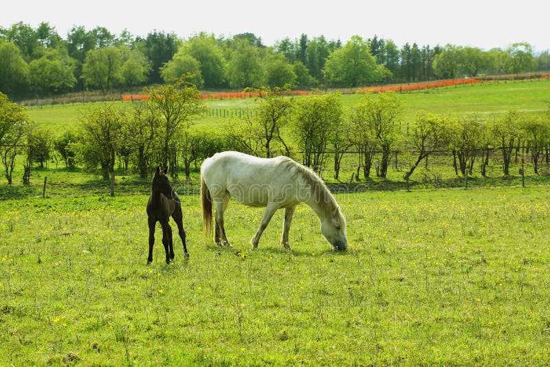 Two horses, a mare and a colt in Spring