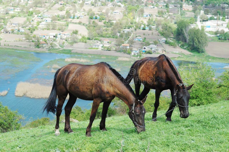 Two horses on the meadow