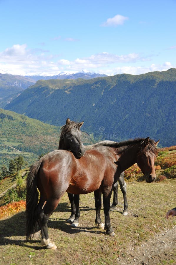 Two Horses in the Mountains royalty free stock image Two Horses in the Mountains royalty free stock image