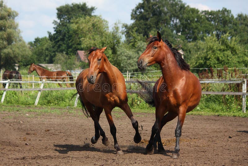 Two Horses Playing with Each Other Stock Image Image of domestic