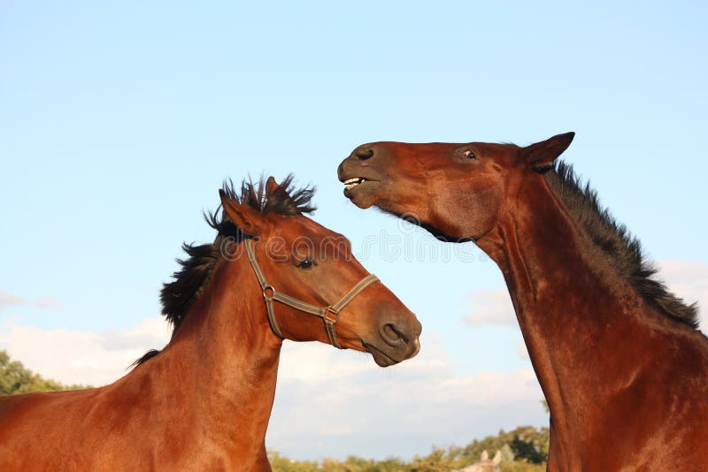 Two Horses Playing with Each Other Stock Photo Image of love, paddock