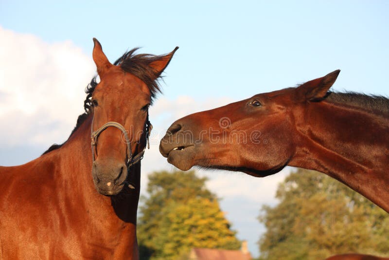 Two Horses Playing with Each Other Stock Image Image of aggressive