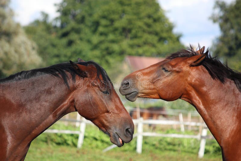 Two Horses Playing with Each Other Stock Image Image of laugh