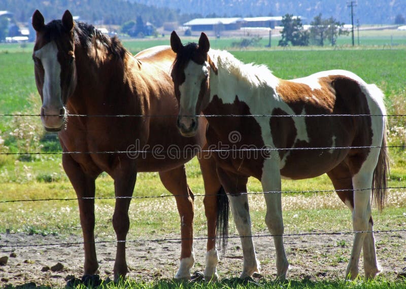 Two horses posing for me.
