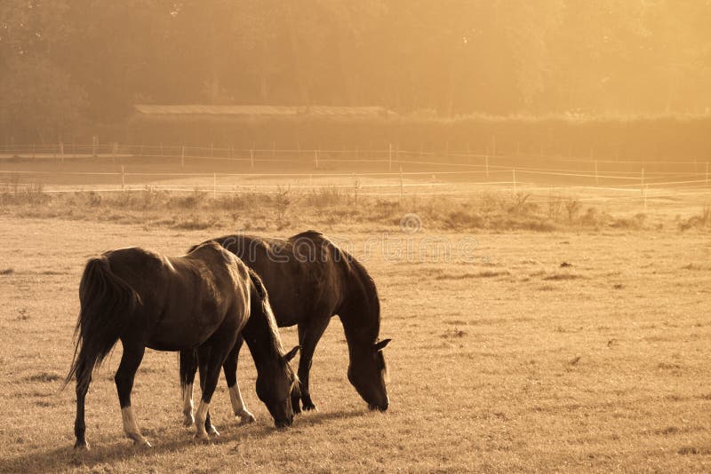 Two horses in a prairie