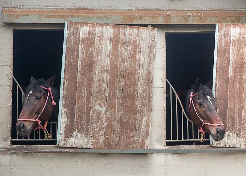 TWO HORSES PULL THEIR HEADS by the STABLE WINDOWS Stock Image Image