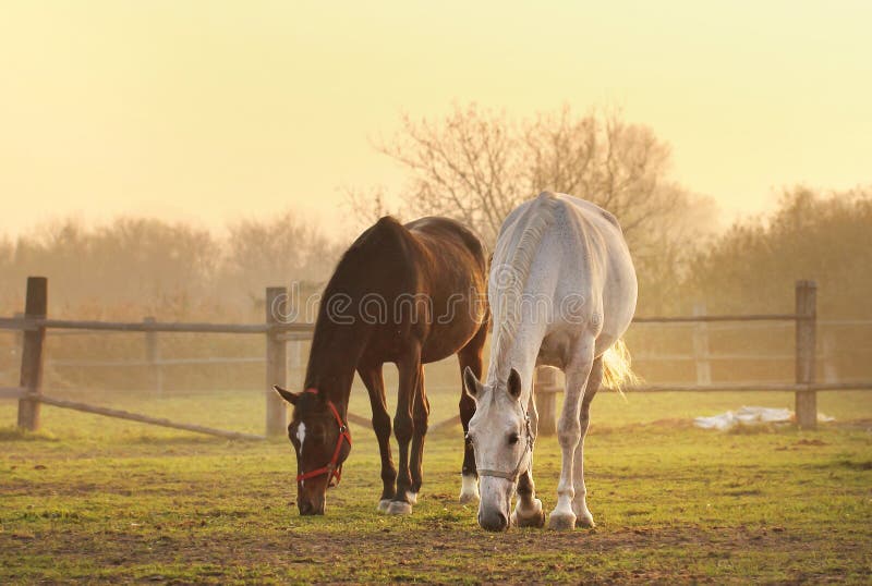 Two horses on ranch