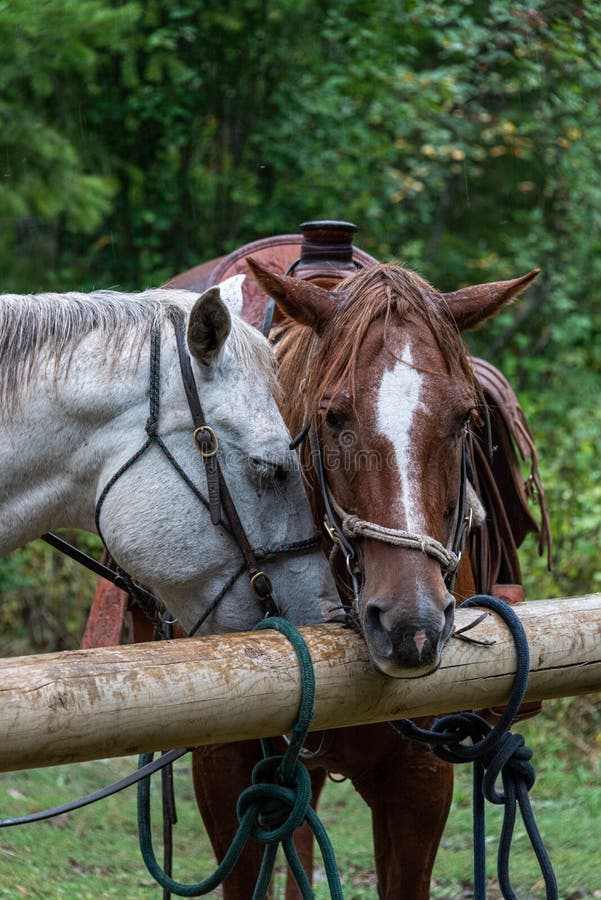 Horses Hitching Post Photos Free Royalty Free Stock Photos From Dreamstime Horses Hitching Post Photos Free Royalty Free Stock Photos From Dreamstime
