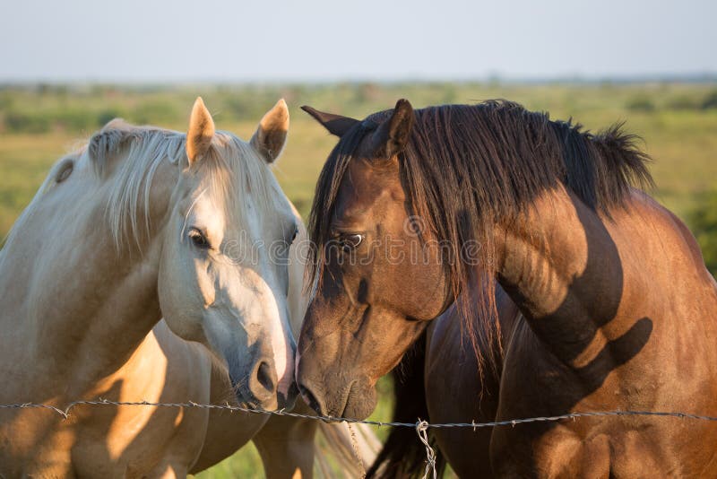 Two horses touch noses