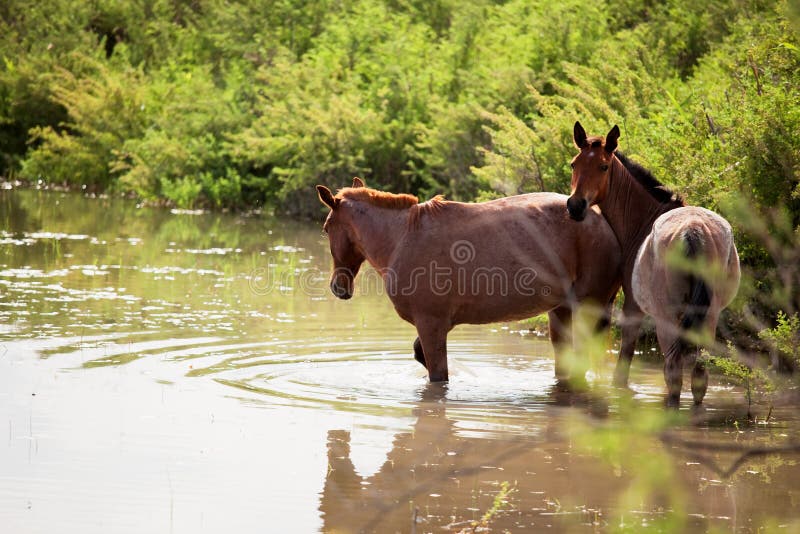 Two horses in water stock photo. Image of chestnut, river 14937774