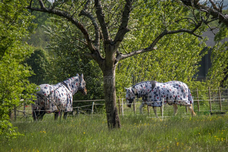 Two Horses Wearing Coats stock photo. Image of animal 182937424