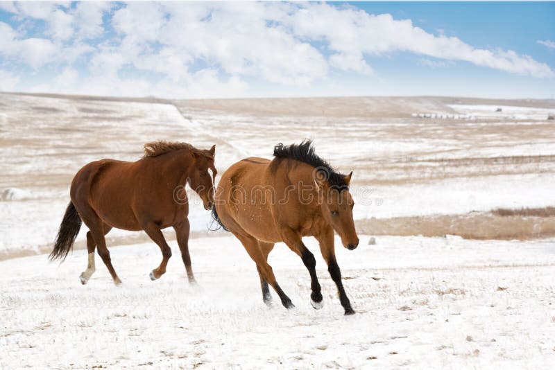 Two Horses In Winter