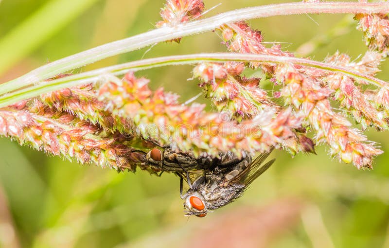 Two House Flies Mating On A Plant Stock Photo Image of plant, flies