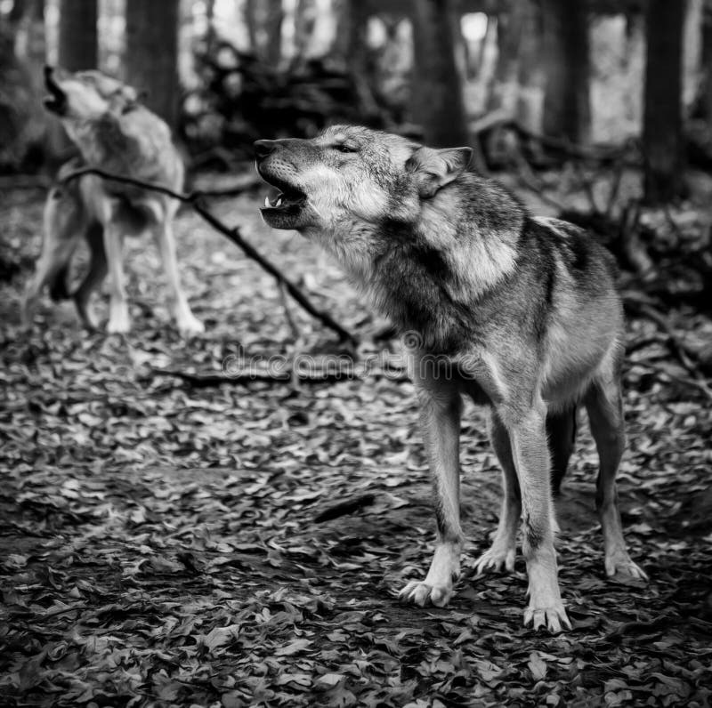 Two howling wolves stock image Two howling wolves stock image