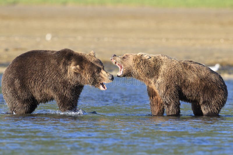 Two huge brown bears fighting for fishing spot. Two huge brown bears fighting for fishing spot