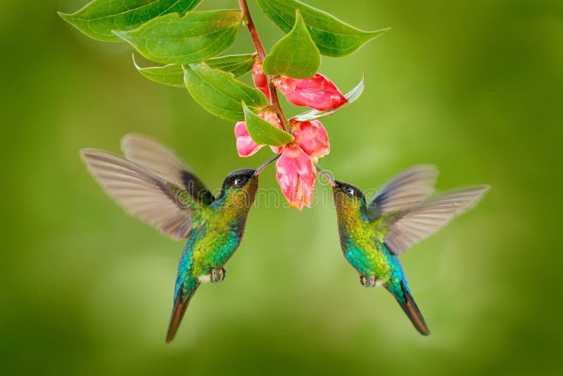 Two hummingbird bird with pink flower. hummingbirds Fiery-throated Hummingbird, flying next to beautiful bloom flower, Savegre, Co