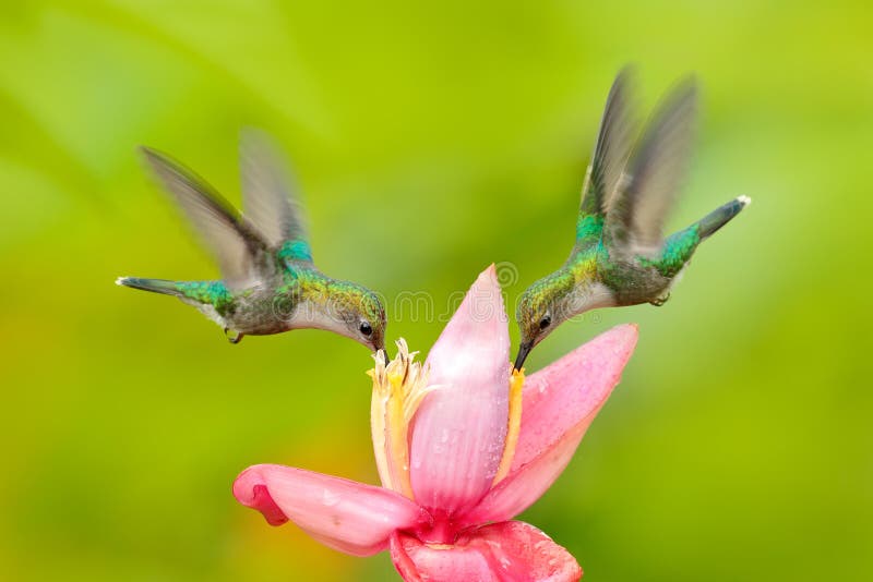 Two hummingbird from Colombia. Andean Emerald, Amazilia franciae, with pink red flower, clear green background, Colombia. Wildlife