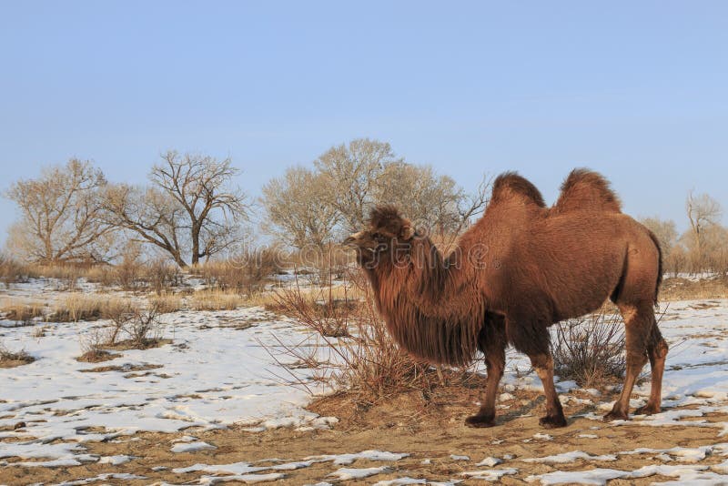 Two-humped Bactrian Camel In Xinjiang, China Camelus ...