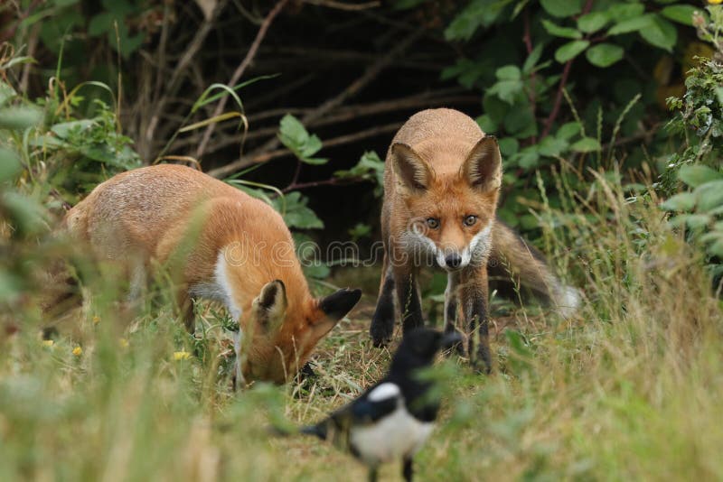 Two hunting hungry wild Red Foxes, Vulpes vulpes, standing at the entrance to the den. One is watching a Magpie in the long grass. stock photo