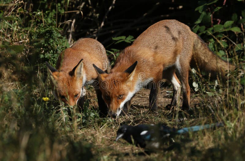 Two hunting hungry wild Red Foxes, Vulpes vulpes, standing at the entrance to their den. royalty free stock image