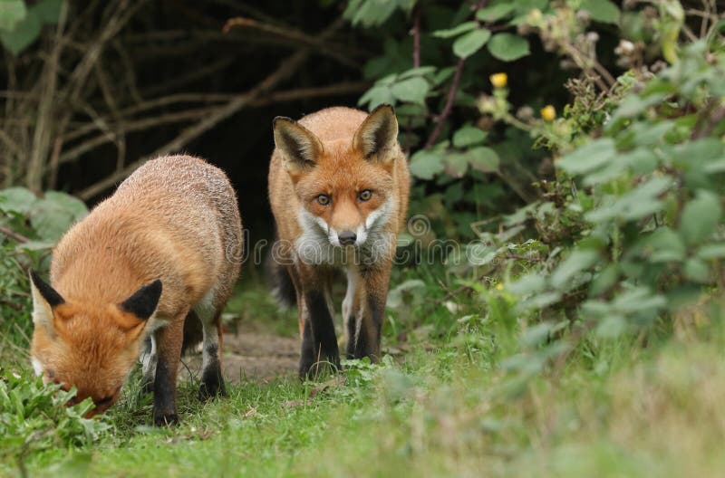 Two hunting hungry wild Red Foxes, Vulpes vulpes. royalty free stock image
