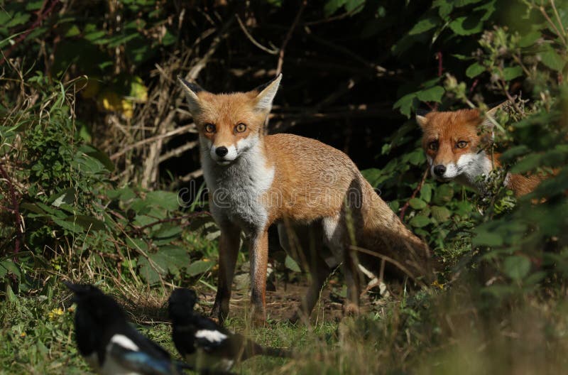 Two hunting wild Red Foxes, Vulpes vulpes, emerging from the undergrowth. They are watching a group of Magpies feeding in the gras stock image