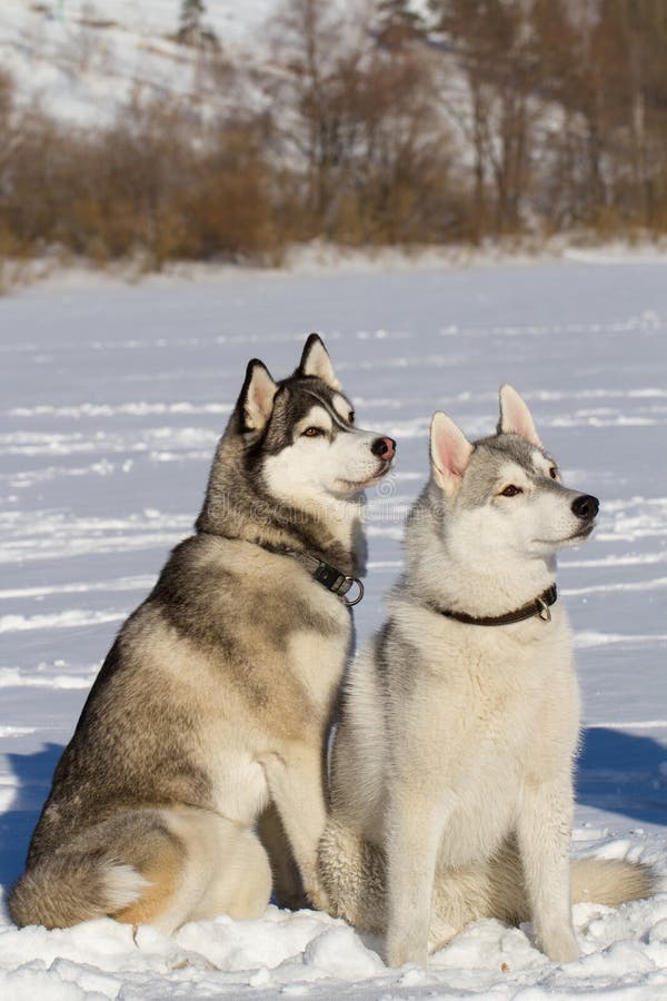 Two Husky Sitting on the Snow Stock Image - Image of forest, black ...