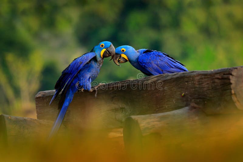 Two Hyacinth Macaw, Anodorhynchus hyacinthinus, blue parrot. Portrait big blue parrot, Pantanal, Brazil, South America. Beautiful