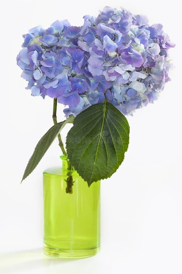 Two Hydrangea Blooms in Green Vase on White