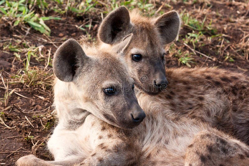 Two hyena lying down