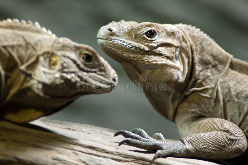 Two iguanas stock photo. Image of couple, animal, fauna 4356354