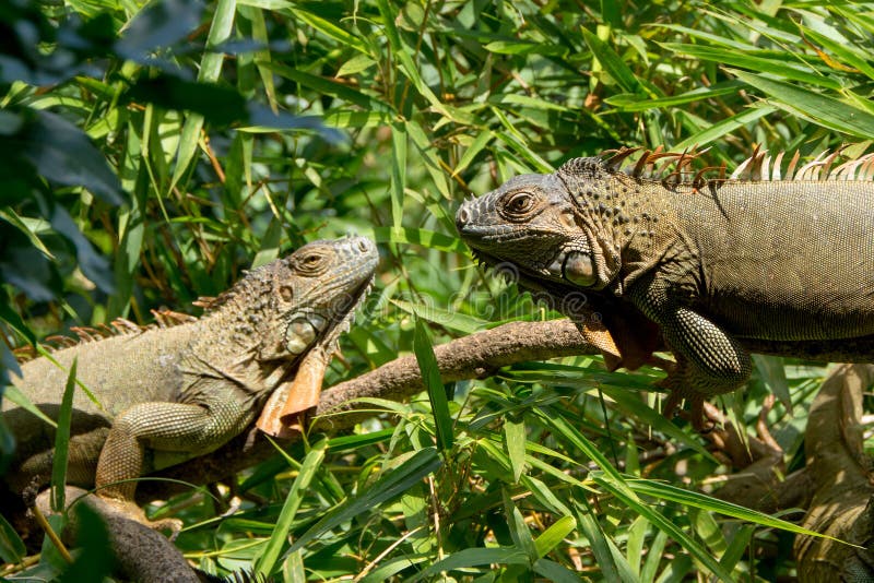 Two iguanas stock photo. Image of costa, american, rain 98899310