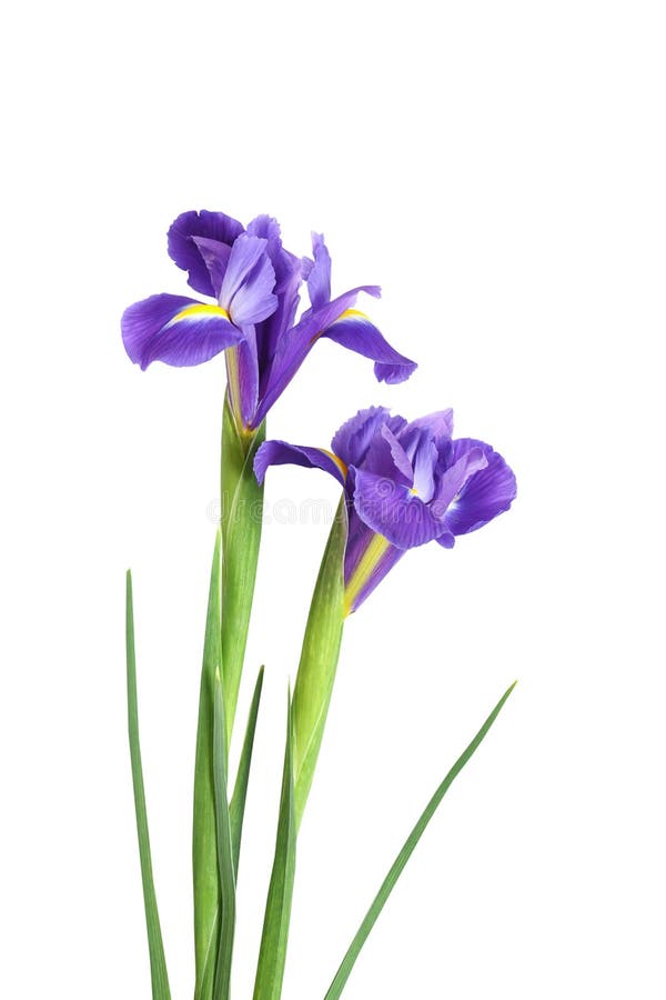 Two iris flowers on a white isolated background