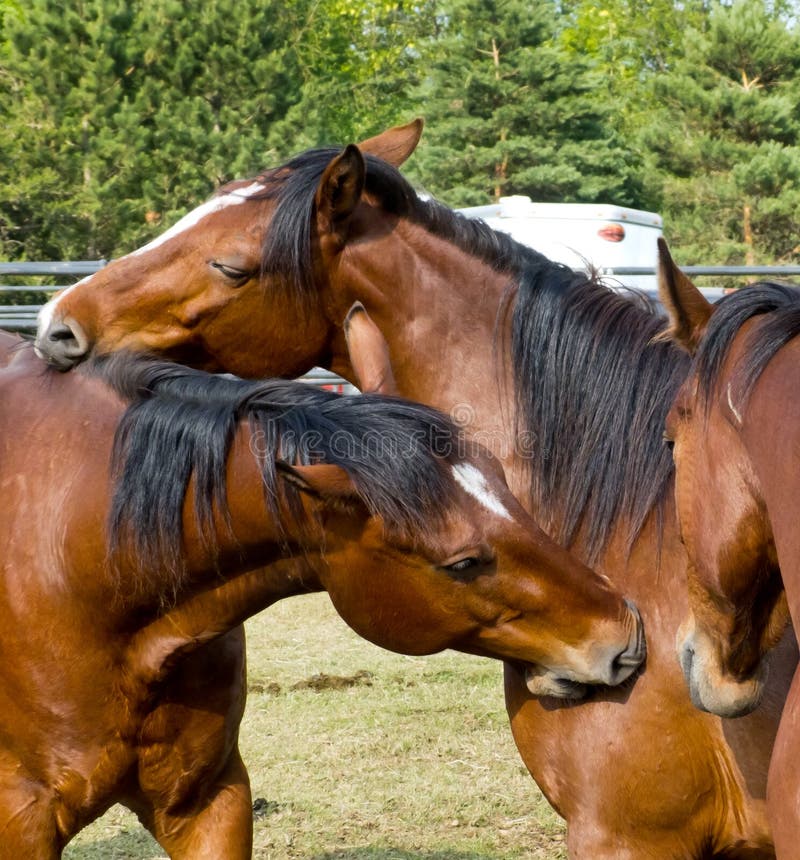 Two Itchy Horses stock photo. Image of isolated, mare 23844244