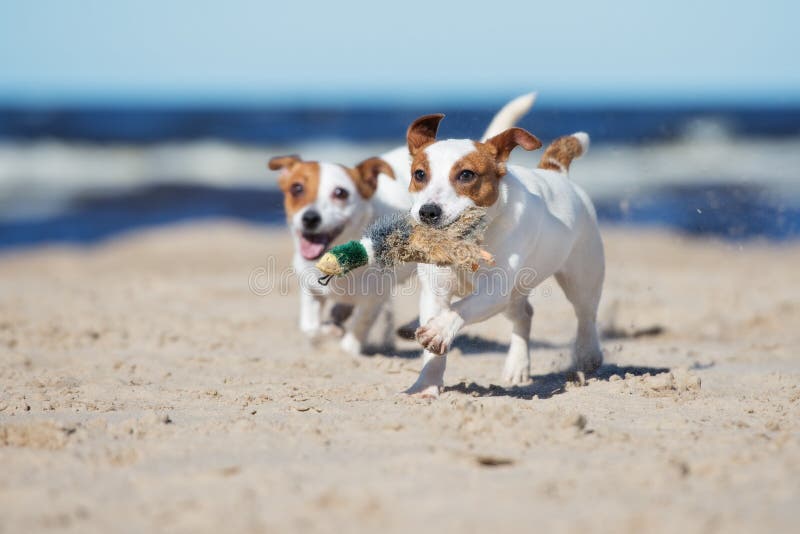 Two jack russell terrier dogs playing on a beach stock photography Two jack russell terrier dogs playing on a beach stock photography