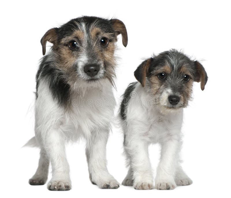 Two Jack Russell Terriers stock photography
