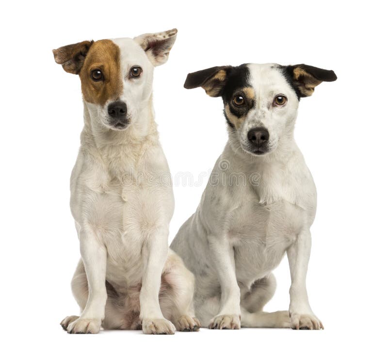 Two Jack russell terriers sitting and looking at the camera stock image