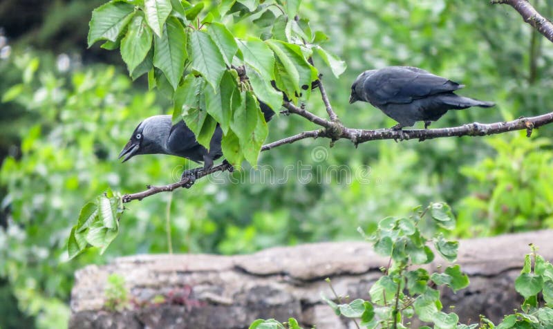 Two Jackdaws perched on Cherry tree in British garden.