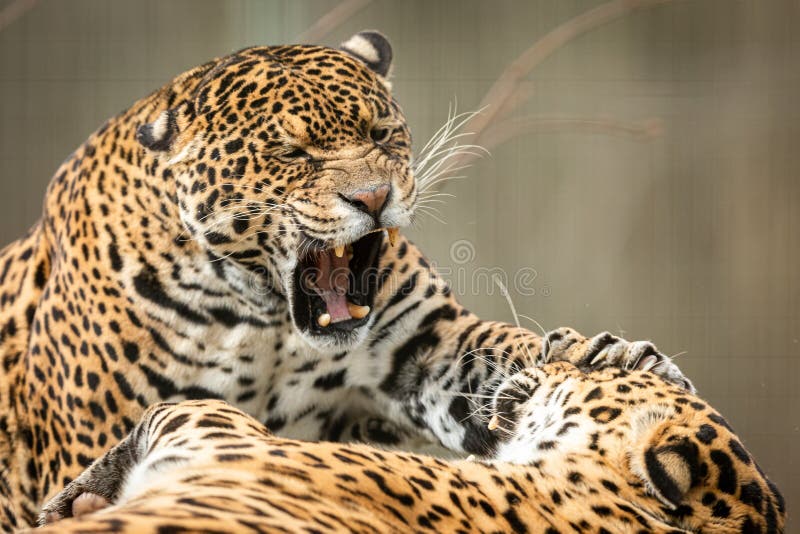 Two Jaguars Fighting in the Forest Stock Photo - Image of america